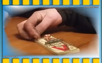 Jenga spielen mit einer Mausefalle. Na wer ist da wohl schneller?