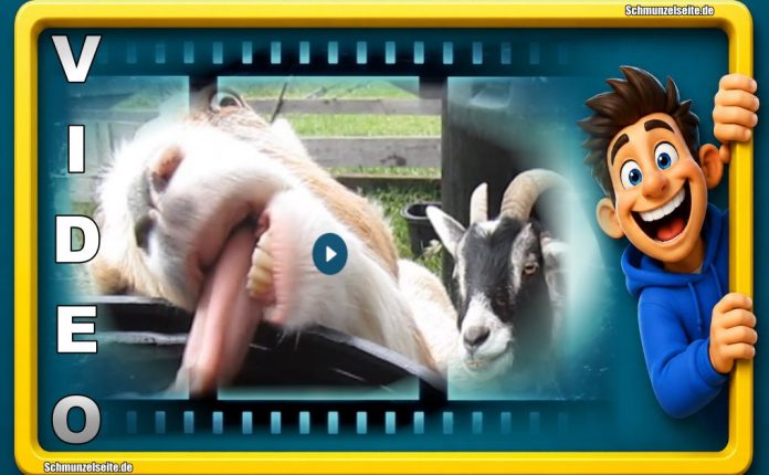 Tiere auf der Farm - hier geht voll die Post ab. Immer wieder lustig anzusehen.