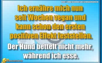 Der Hund bettelt