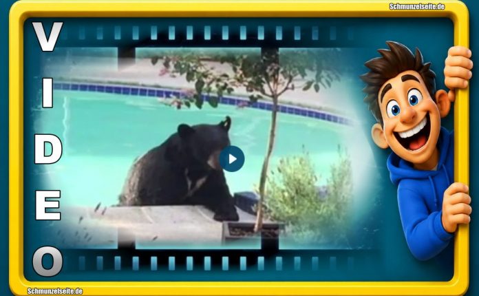 Der Bär fühlt sich richtig wohl am Pool.