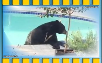 Der Bär fühlt sich richtig wohl am Pool.