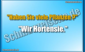Hortensie