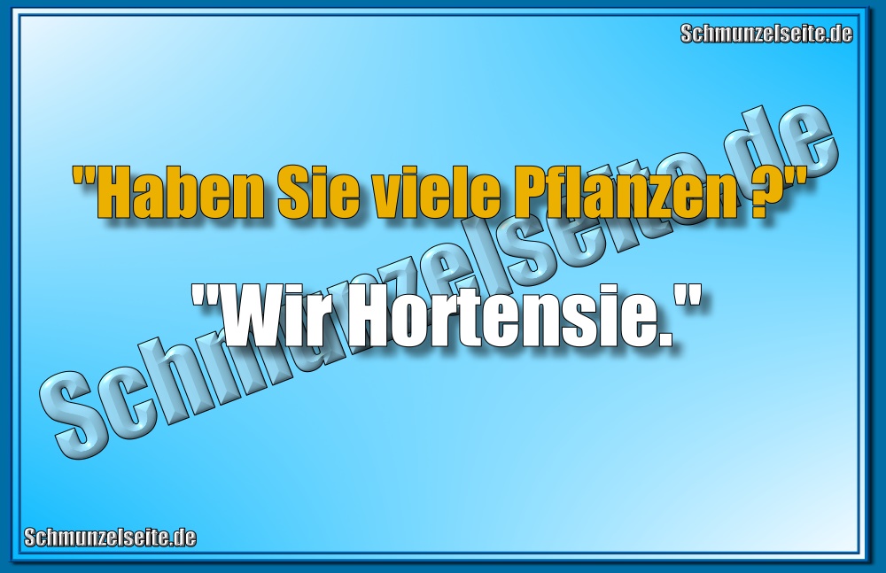 Hortensie