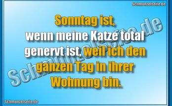Sonntag ist, wenn meine Katze total genervt ist, weil ich den ganzen Tag in ihrer Wohnung bin.