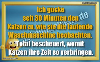 Ich gucke seit 30 Minuten den Katzen zu, wie sie die laufende Waschmaschine beobachten. Total bescheuert, womit Katzen ihre Zeit so verbringen.