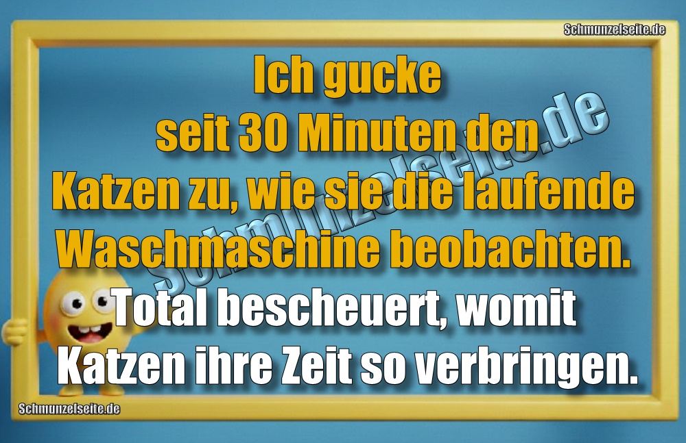 Ich gucke seit 30 Minuten den Katzen zu, wie sie die laufende Waschmaschine beobachten. Total bescheuert, womit Katzen ihre Zeit so verbringen.