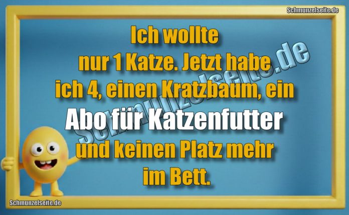 Ich wollte nur 1 Katze. Jetzt habe ich 4, einen Kratzbaum, ein Abo für Katzenfutter und keinen Platz mehr im Bett.