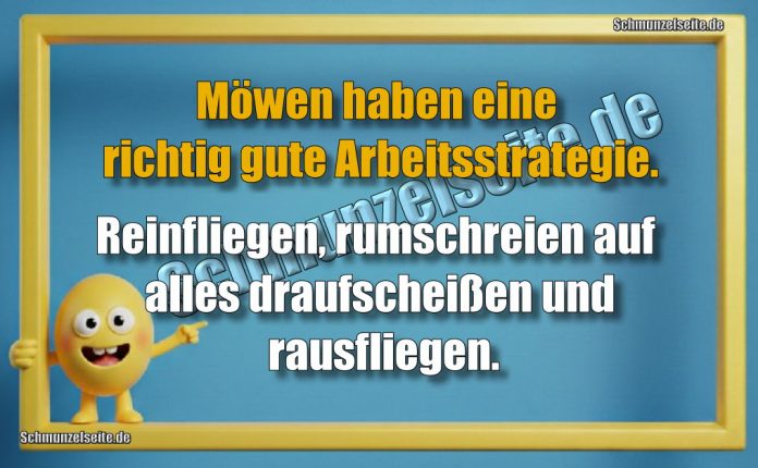 Möwen haben eine richtig gute Arbeitsstrategie. Reinfliegen, rumschreien auf alles draufscheißen und rausfliegen.